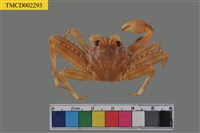 藏品(裸掌盾牌蟹)的圖片